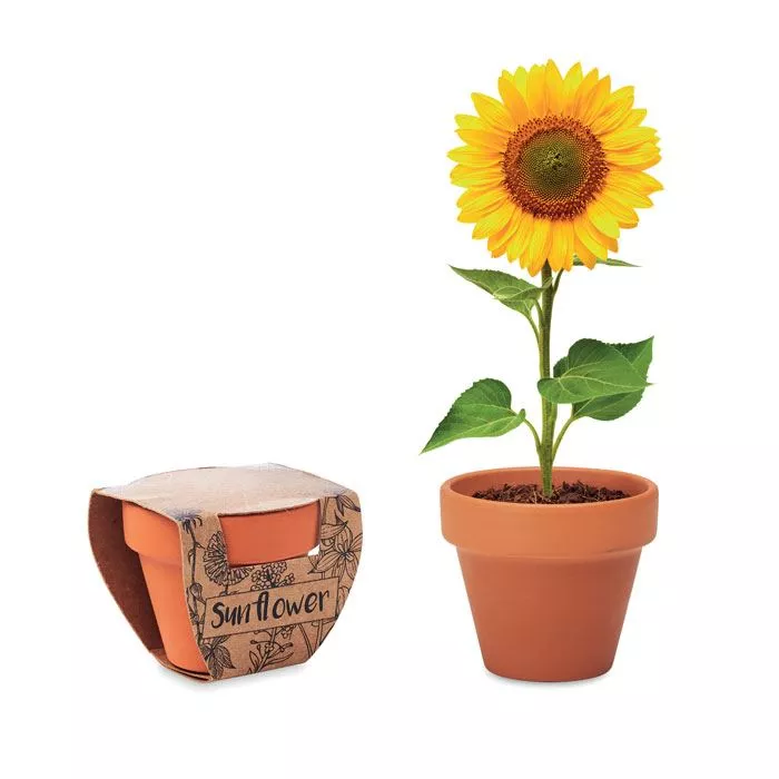 SUNFLOWER-Terrakotta-ulteto-napraforgo-barna__624582