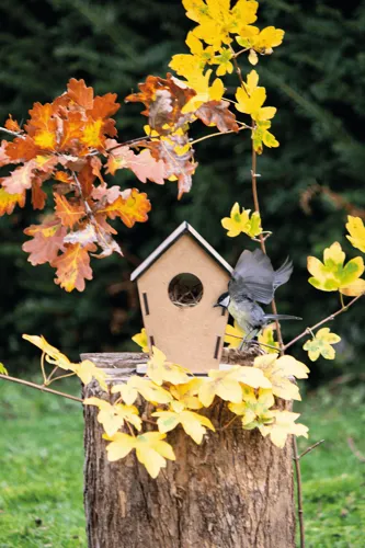 ECO HOME - madárház, madáretető  