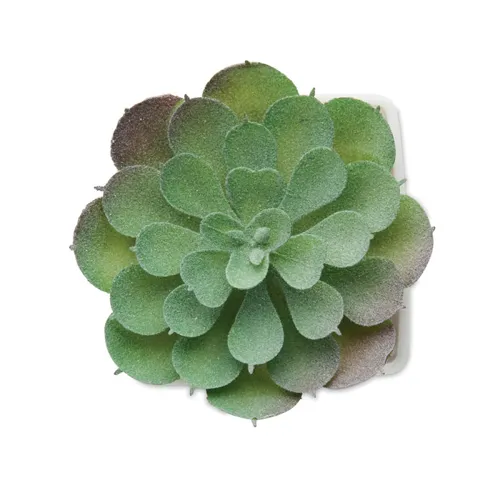 ARTIECHE Mini műnövény, echeveria Fehér 
