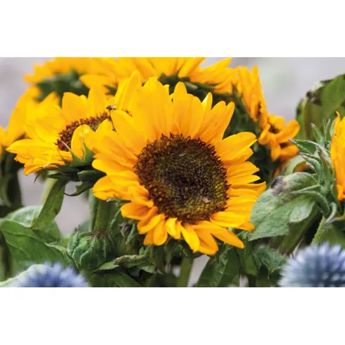 GIRASOL Napraforgómag kraft borítékban Bézs 