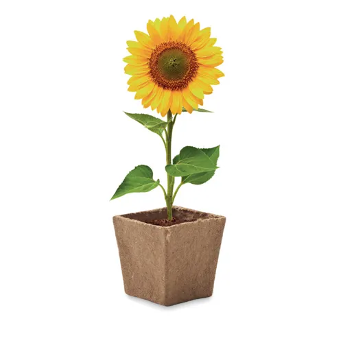 SUNFLOWER KIT Napraforgó ültetőkészlet Bézs 