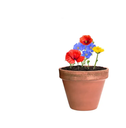 Maggolyó Flobba Barna 