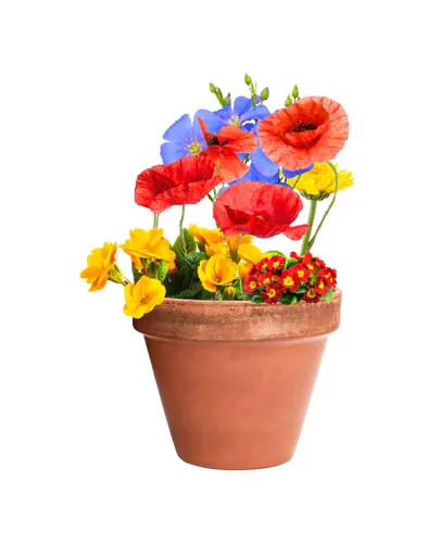Maggolyó Flobba Barna 